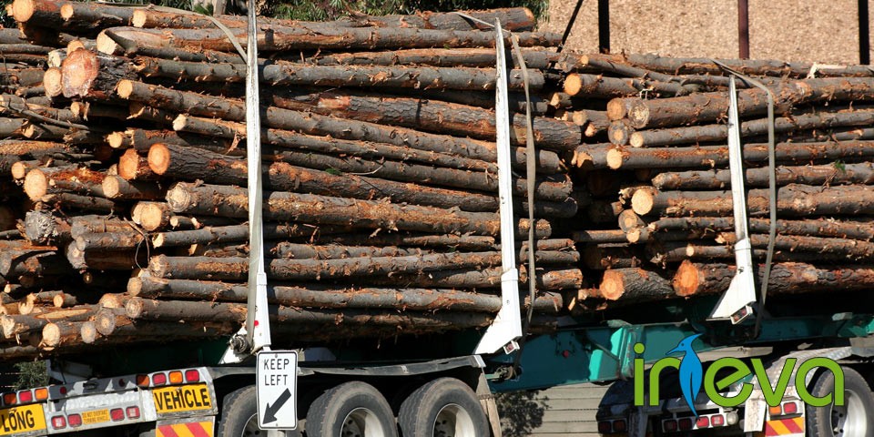 Directiva EUTR europea de legalidad en el comercio de productos forestales